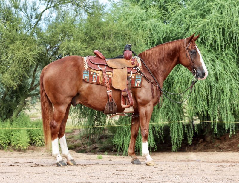 Patrick sorrel Quarter Horse gelding