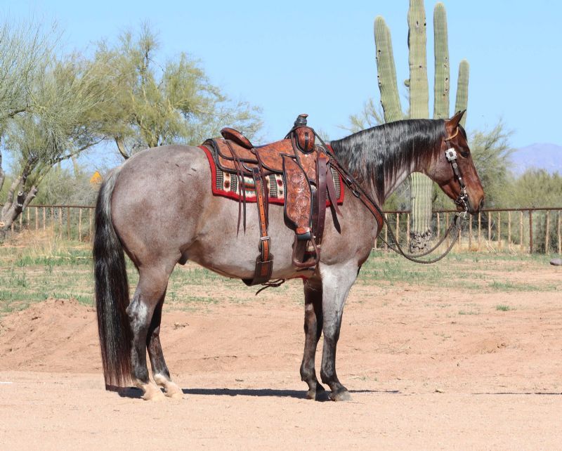 Patriot bay roan Quarter Horse gelding