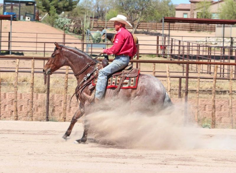 Patriot bay roan Quarter Horse gelding