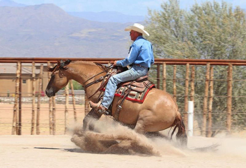 Peach red dun Quarter Horse gelding