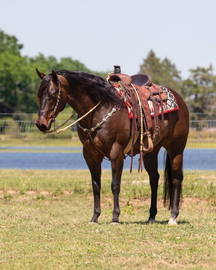 Pepper bay Quarter Horse gelding