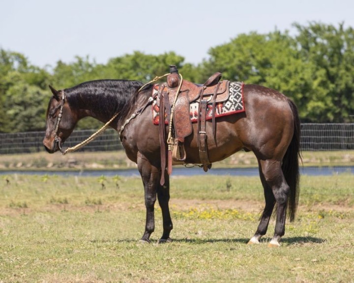 Pepper bay Quarter Horse gelding