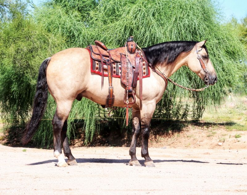 Phantom buckskin dun Quarter Horse gelding