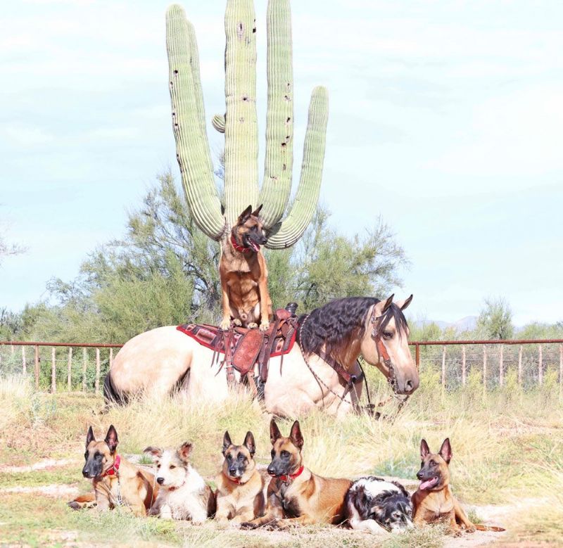 Phantom buckskin dun Quarter Horse gelding
