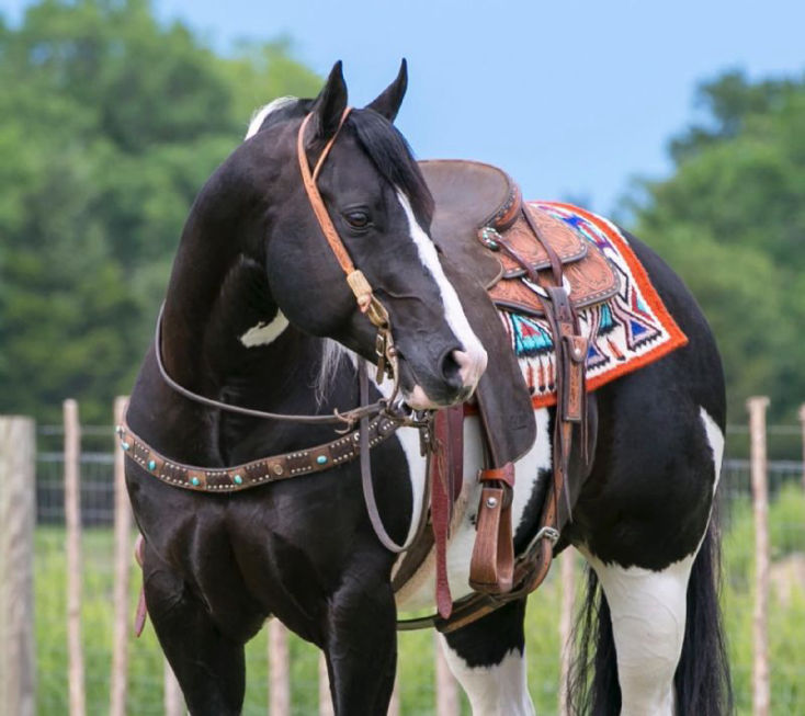 Phyno tobiano Paint Horse gelding