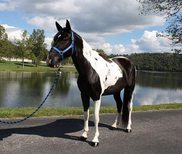 Picasso pinto Missouri Fox Trotter mare
