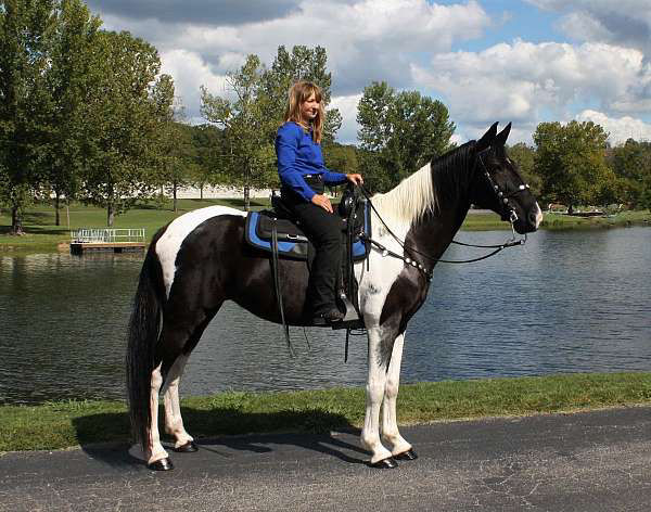 Picasso pinto Missouri Fox Trotter mare