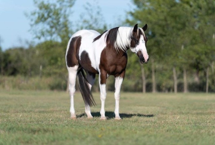 Picolo bay tobiano Paint Horse gelding