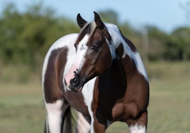 Picolo bay tobiano Paint Horse gelding