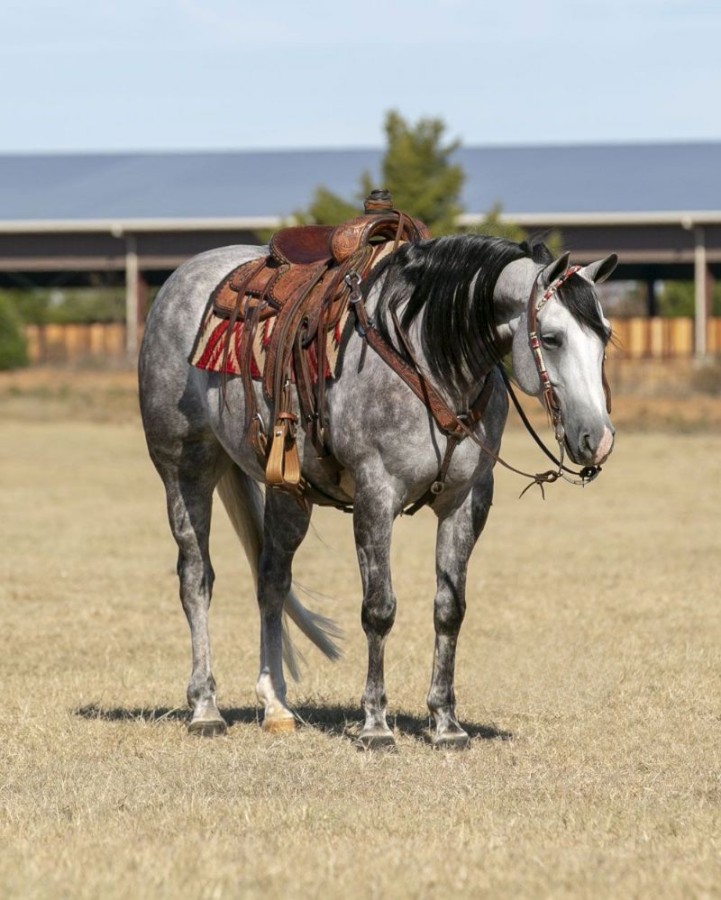 Pirate gray Quarter Horse gelding
