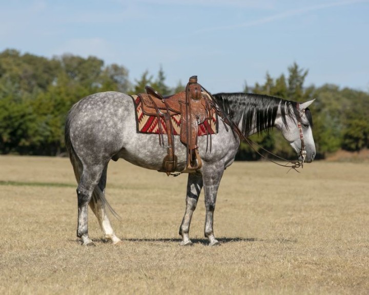 Pirate gray Quarter Horse gelding