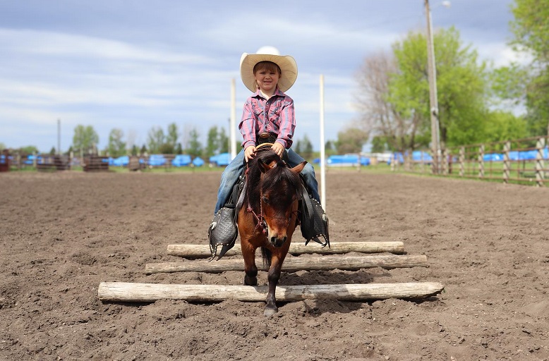 Prince bay pony gelding