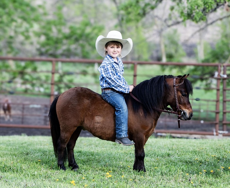 Prince bay pony gelding