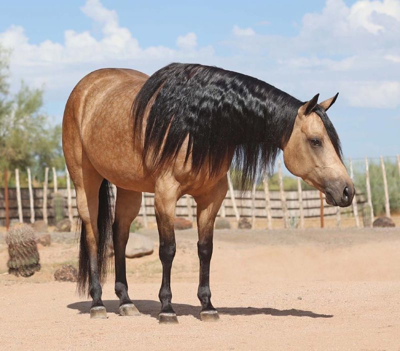 Queen dappled buckskin Quarter Horse mare
