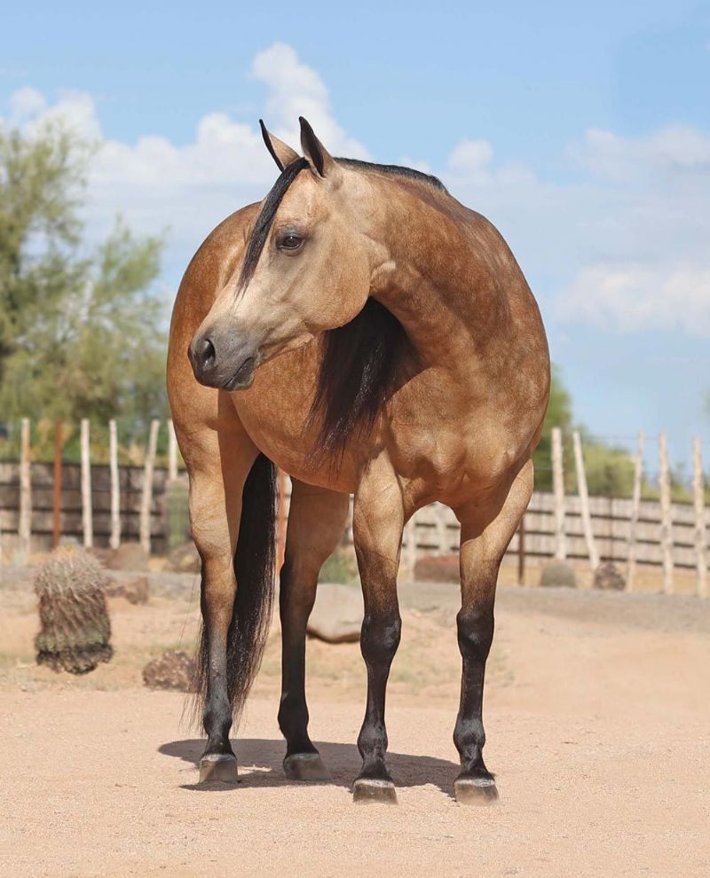 Queen dappled buckskin Quarter Horse mare
