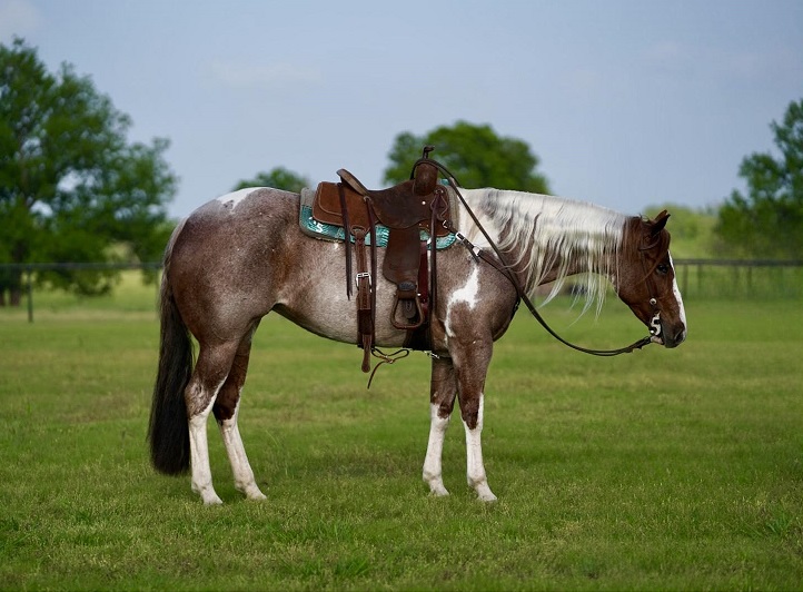 Queency red roan and white Paint Horse mare