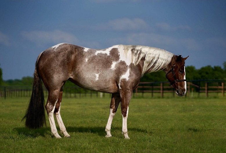 Queency red roan and white Paint Horse mare