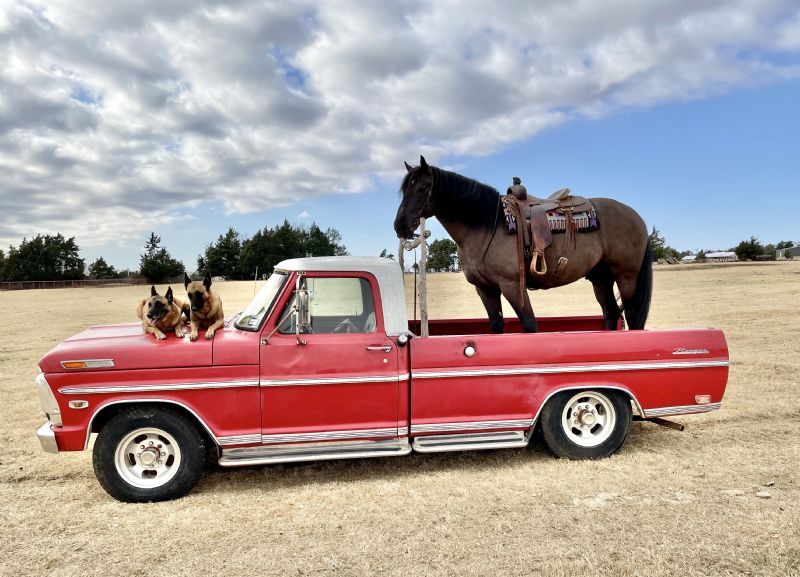 Rambo black draft cross gelding