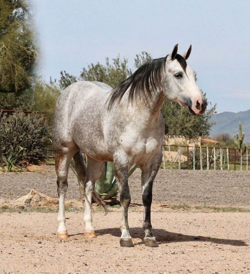 Ramos dappled gray Quarter Horse gelding