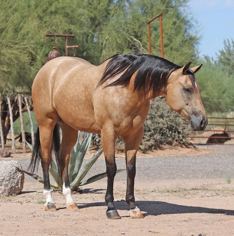 Randy buckskin Quarter Horse gelding