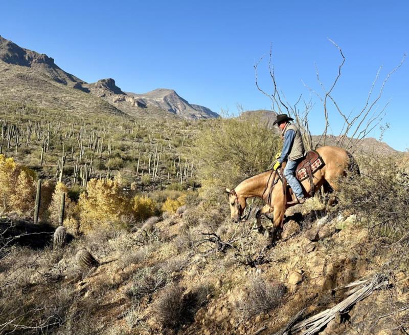 Randy buckskin Quarter Horse gelding