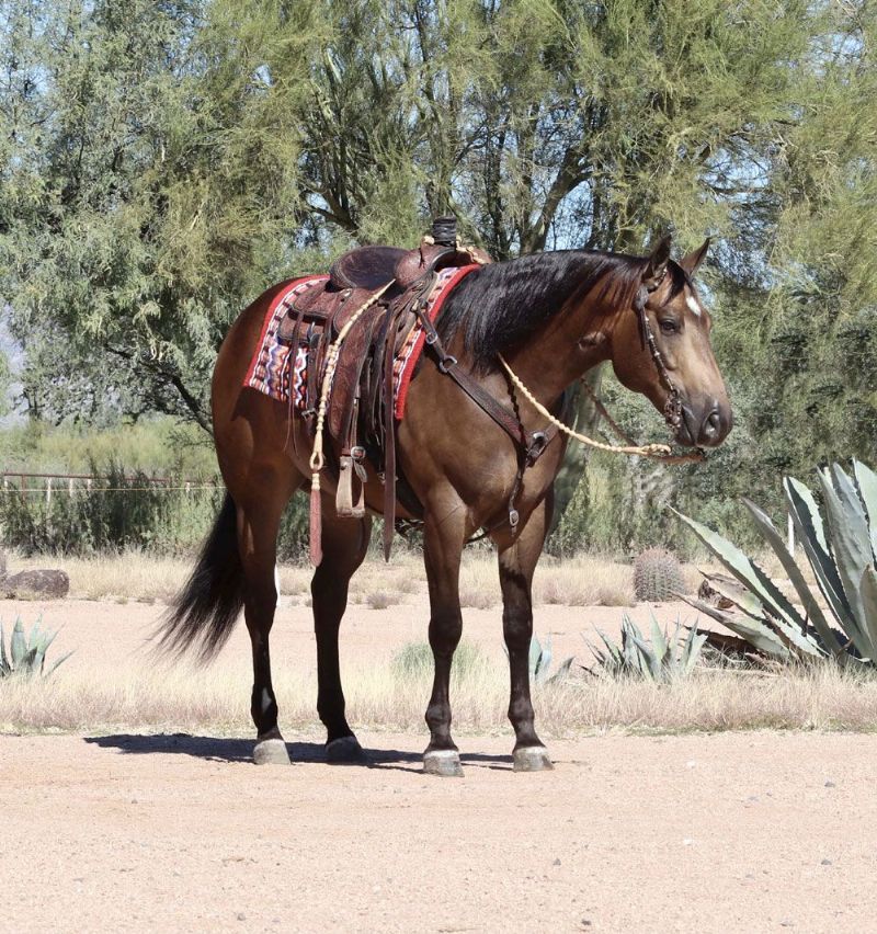 Rascal buckskin Quarter Horse gelding
