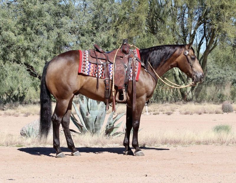 Rascal buckskin Quarter Horse gelding