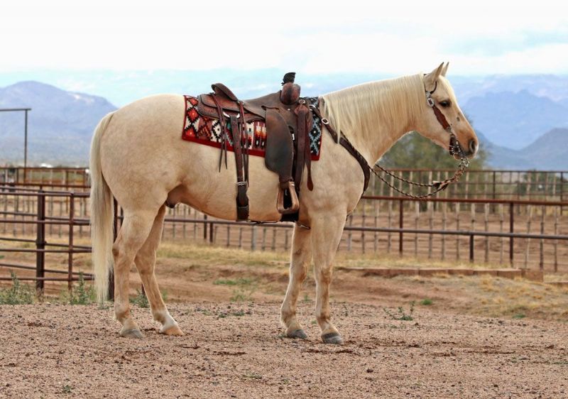Rebel dappled palomino Quarter Horse gelding