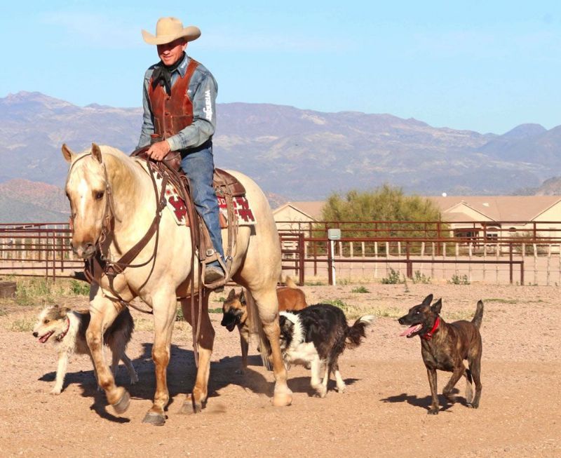 Rebel dappled palomino Quarter Horse gelding