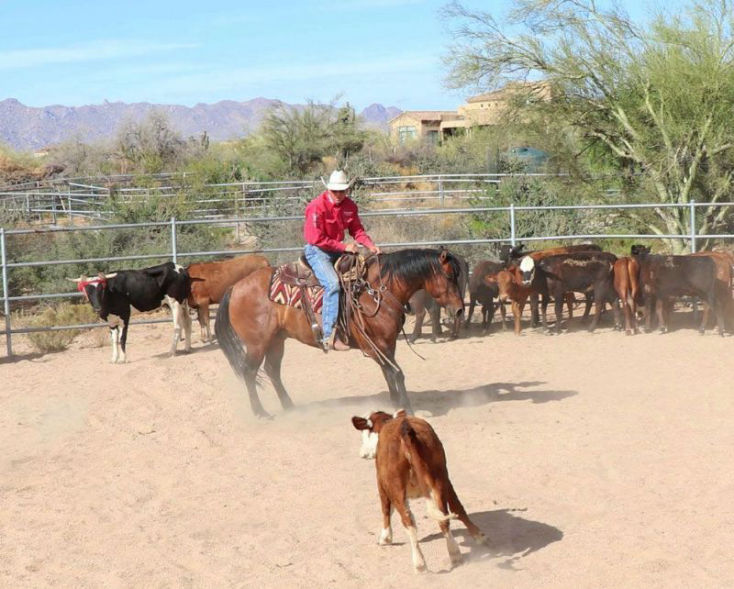 Red Bloom red dun Quarter Horse gelding