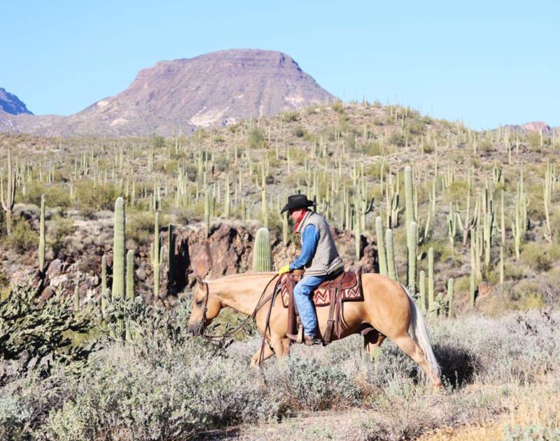 Rex palomino Quarter Horse gelding