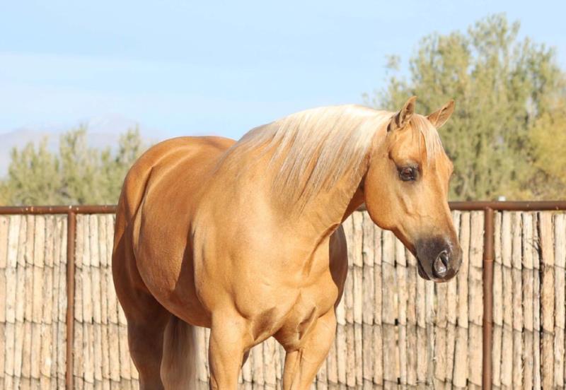 Rex palomino Quarter Horse gelding