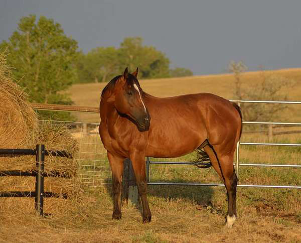 Ringo bay Thoroughbred gelding
