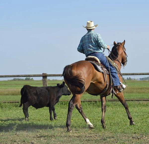Ringo bay Thoroughbred gelding