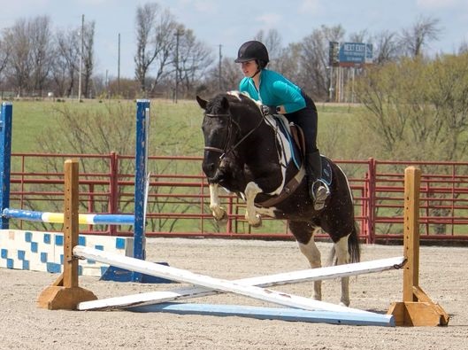 Rita black tobiano paint pony mare