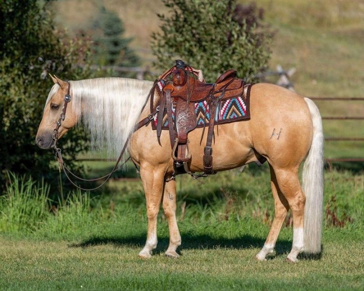 Robinhood palomino Quarter Horse gelding