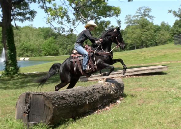 Rocky black Rocky Mountain Horse gelding