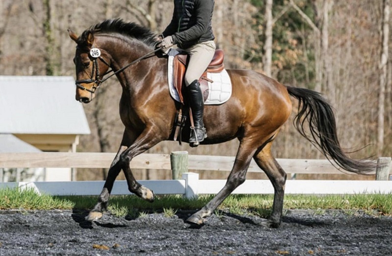 Rose bay Swedish Warmblood mare