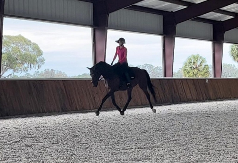 Rose bay Swedish Warmblood mare