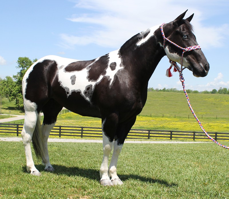 Rosine black tobiano Paint Horse mare