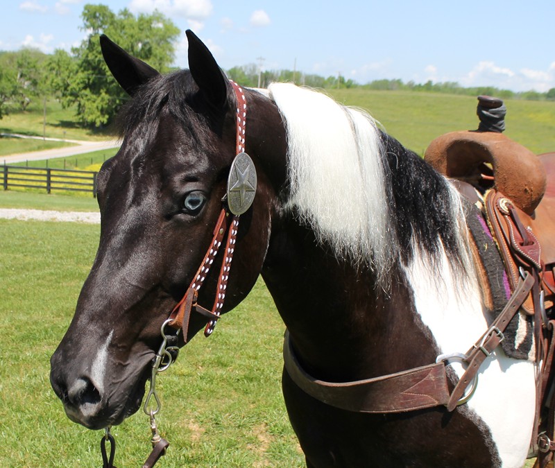 Rosine black tobiano Paint Horse mare