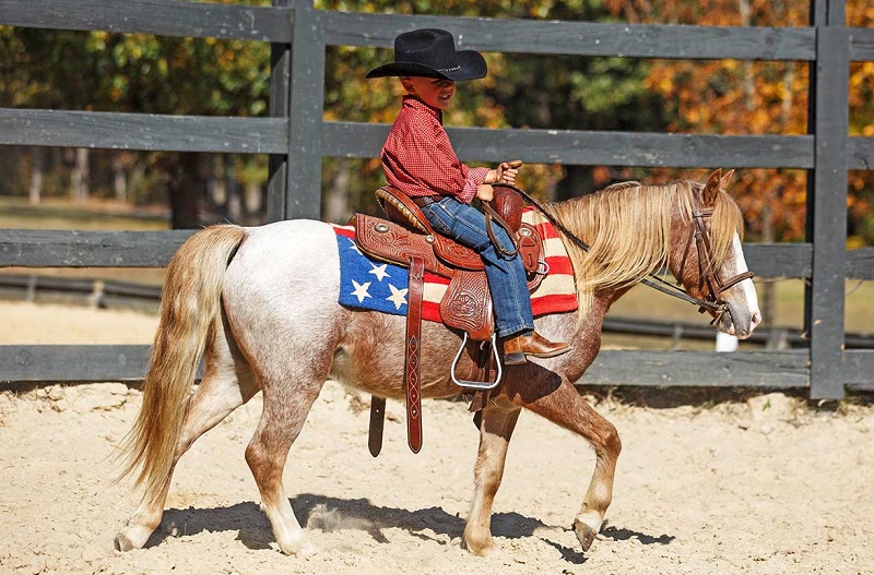 Roswell red roan pony gelding