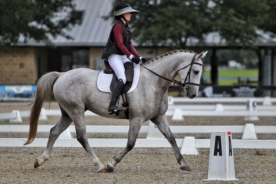 Ruby grey Warmblood gelding