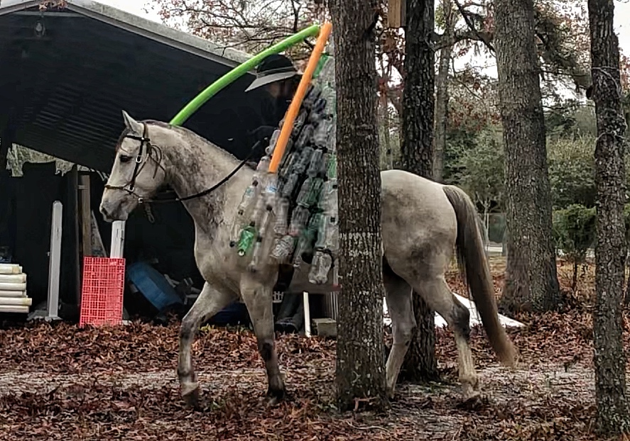 Ruby grey Warmblood gelding