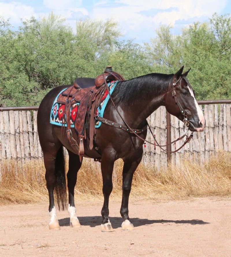 Ruz black Quarter Horse gelding