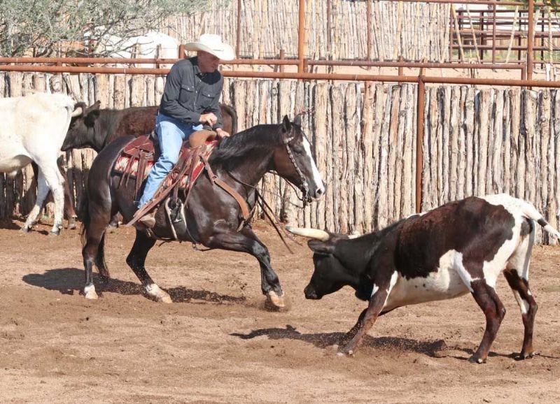 Ruz black Quarter Horse gelding
