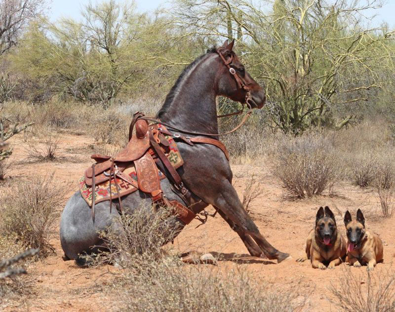 Sahara red roan Quarter Horse gelding