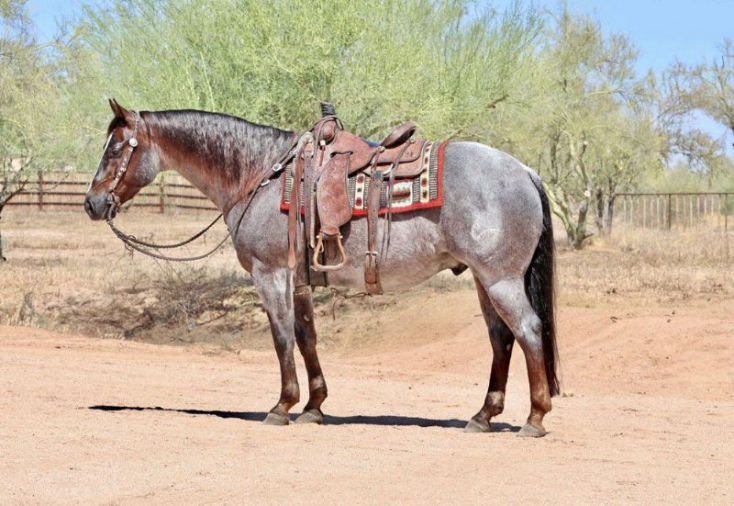 Sahara red roan Quarter Horse gelding