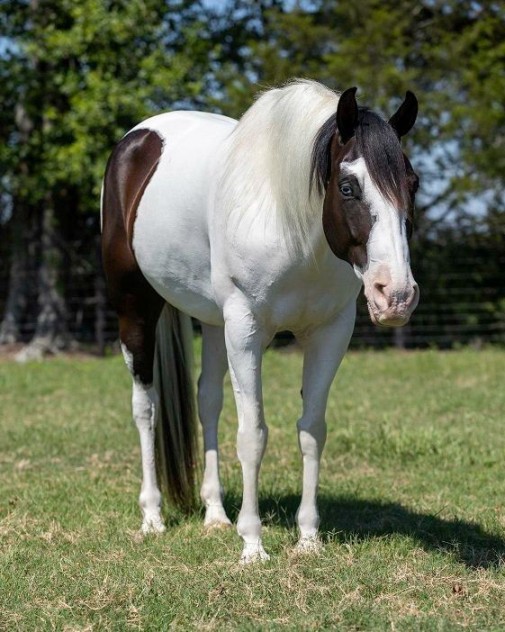 Samba King tobiano Paint Horse gelding