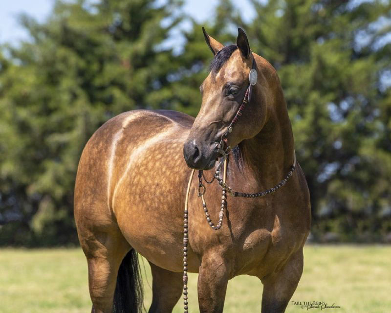 Sandy buckskin Quarter Horse mare